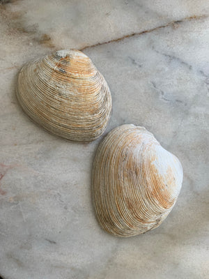 Clam Shell Candle Set